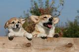 CORGI PEMBROKE 1080